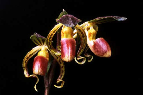 Paphiopedilum supardii x gigantifolium