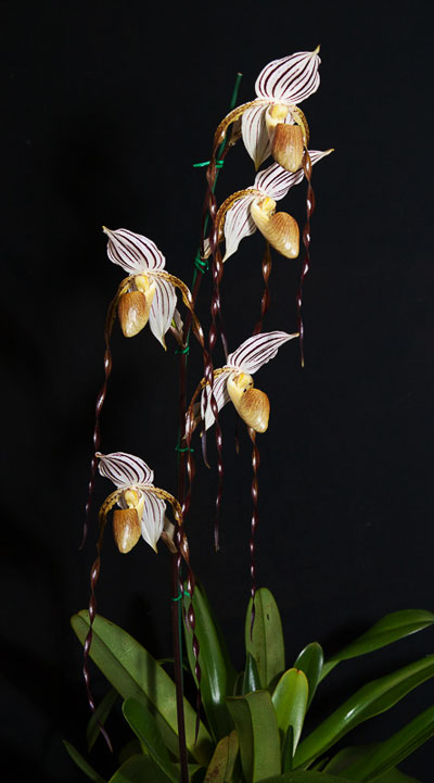 Paphiopedilum Mount Toro (stonei x philippinense)