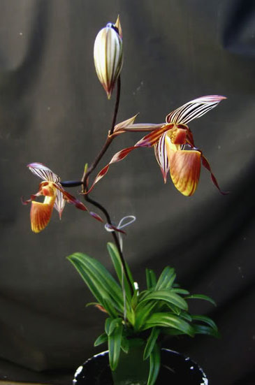 Paphiopedilum gardineri