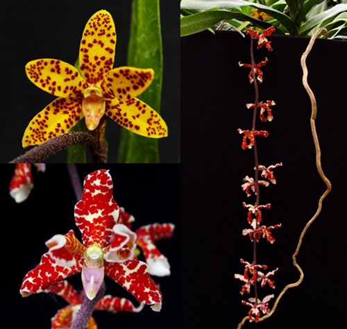 Dimorphorchis lowii