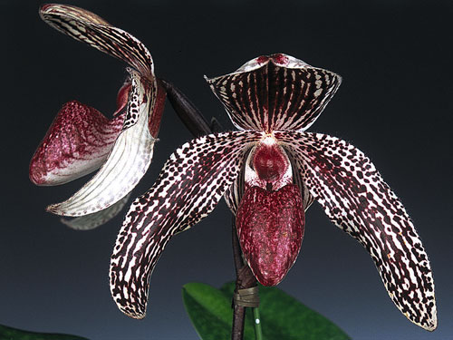 Paphiopedilum godefroyae var. angthong x stonei