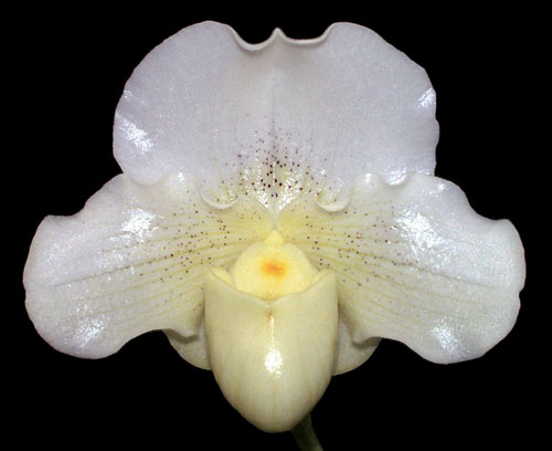 Paphiopedilum Hung Shen Moon (niveum x Enzan Fruit)
