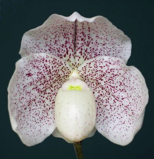 Paphiopedilum In Charm White x godefroyae