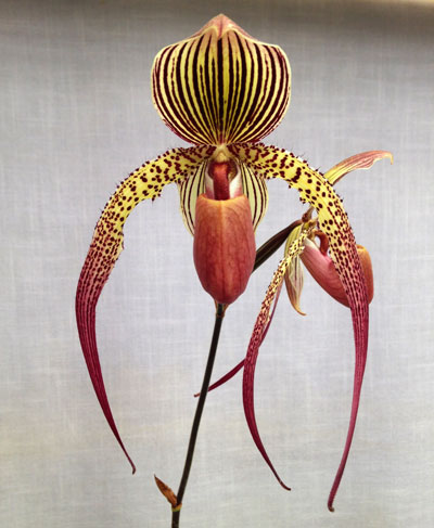 Paphiopedilum Jerry Spence x rothschildianum