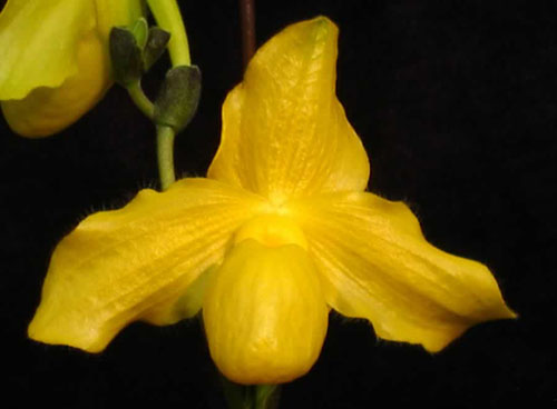 Paphiopedilum kolopakingii var topperi x Betty Bracey
