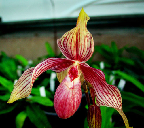 Paphiopedilum Michael Koopowitz x hangianum