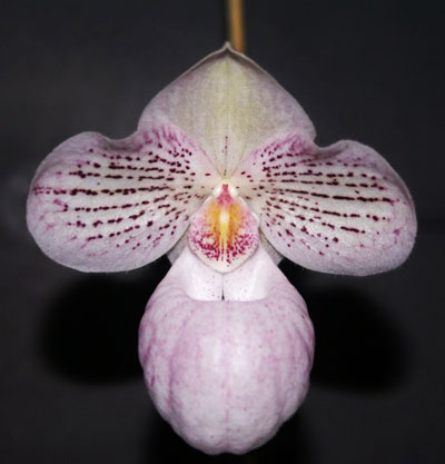 Paphiopedilum niveum 'Snow Prince' x micranthum