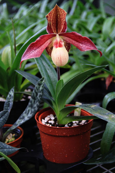 Paphiopedilum rothschildianum x (emersonii x hangianum)