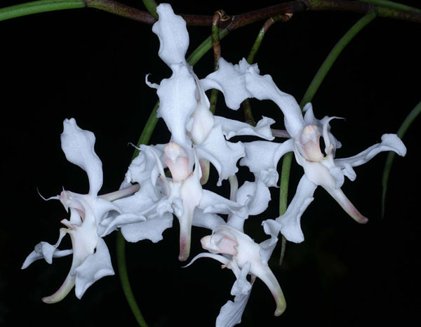 Papilionanthe vandarum