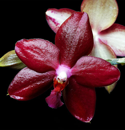 Phalaenopsis Miva Midi Libre