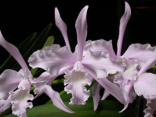 Laelia lobata concolor