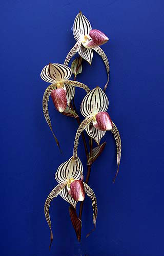 Paphiopedilum Lady Isabel