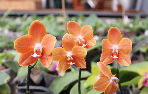 Phalaenopsis KS Golden Buddha