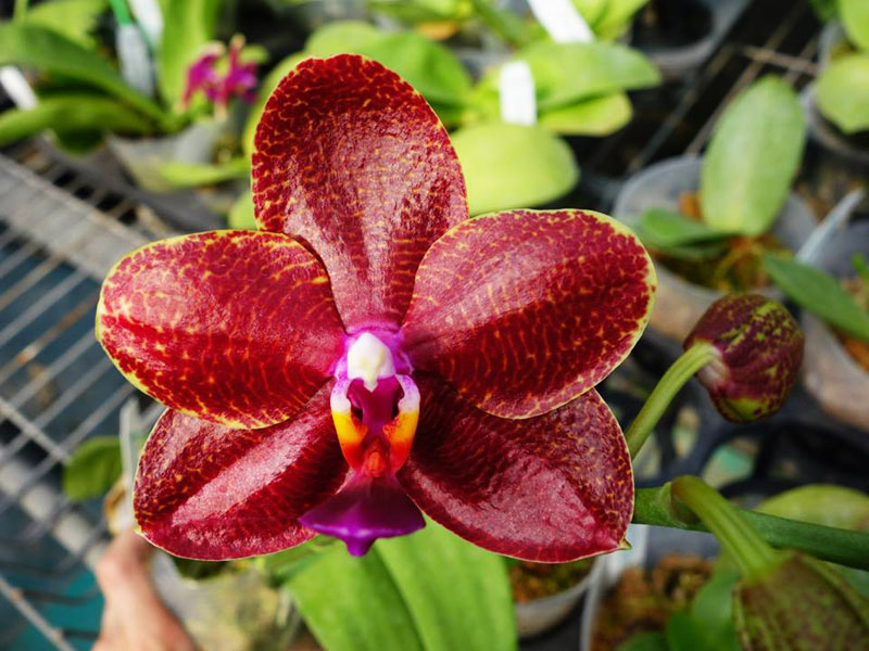Phalaenopsis Haur Jin Fancy x Candle Glow