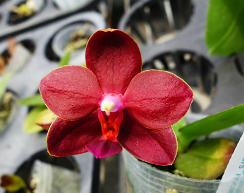 Phalaenopsis Meidarland Sunlight (Golden Sun x Ld's Bear King 'RK-1')