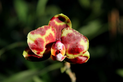 Phalaenopsis (Haur Jin diamond-Sogo Manager)'#1' x Yaphon Goldnight '#3'