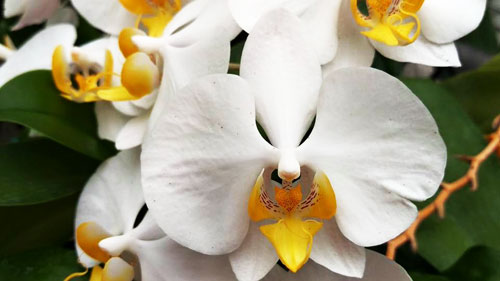 Phalaenopsis philippinensis '#1' x philippinensis 'Brother'