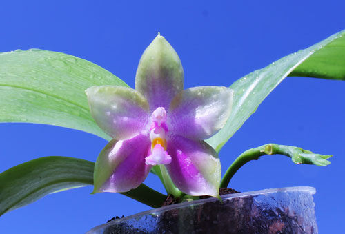 Phalaenopsis bellina '#20' x Joshua Irwin Ginsberg 'Su Weay'