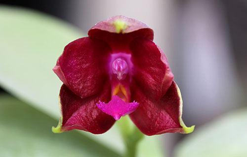 Phalaenopsis bellina '#22' x Ld's Bear Queen '#1'