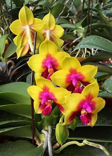Phalaenopsis Princess Kaiulani '#1' x Princess Kaiulani 'Double Face'