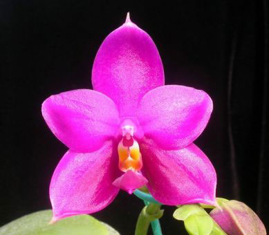Phalaenopsis George Vasquez 'An Lin' x George Vasquez 'Eureka'