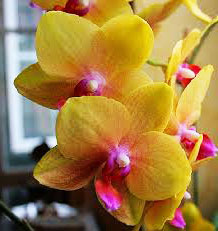 Phalaenopsis Baldan's Kaleidoscope 'Golden Treasure' x Yaphon Goldnight '#3'