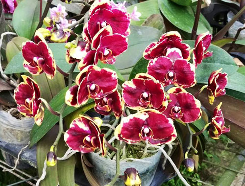 Phalaenopsis I-Hsin Angel x Salu Peoker