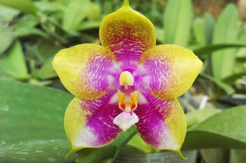 Phalaenopsis Yin's Belliambo x Chang Maw Evergreen