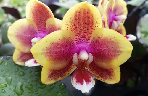 Phalaenopsis Yin's Belliambo x Joshua Irwin Ginsberg