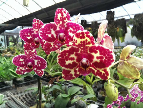Phalaenopsis Chiu Jih Pearl 'Chiu Jih' x Yaphon Goldnight '#3'