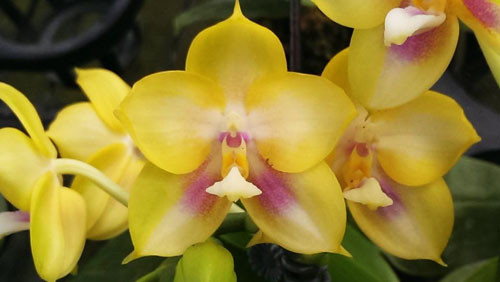 Phalaenopsis Tzu Chiang Litlitz '#2' x Chang Maw Evergreen