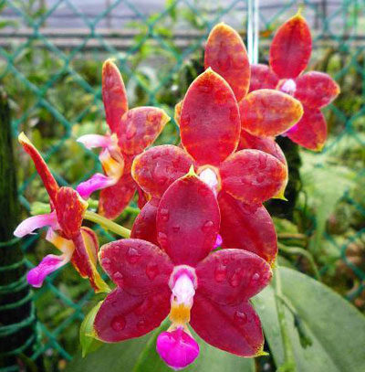 Phalaenopsis Princess Kaiulani x Coral Isles 'Yungho'