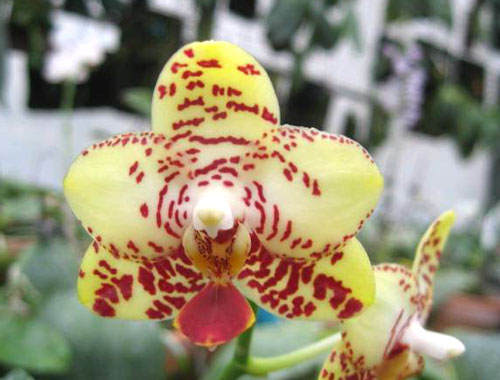 Phalaenopsis Brother 'Golden Wave' x Yaphon Goldlight '#3'