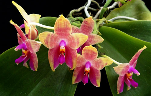 Phalaenopsis Yin's Cricket x Yin's Belliambo