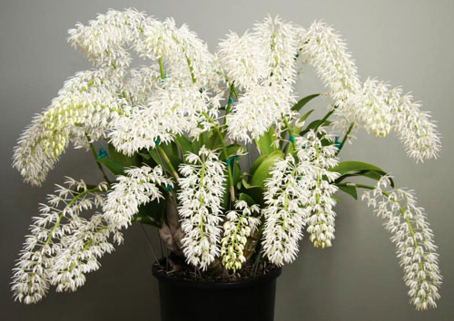 Dendrobium speciosum