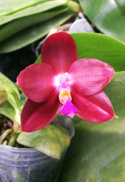 Phalaenopsis Zheng Min Jacaranda x (tetraspis-violacea indigo)