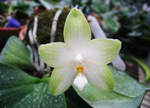 Phalaenopsis Lyndon Lyric 'Yaphon'