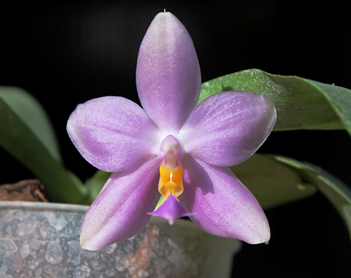 Phalaenopsis LD's Bear Queen x bellina blue