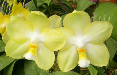 Phalaenopsis Ho's Dreamy Jade 'Peter'