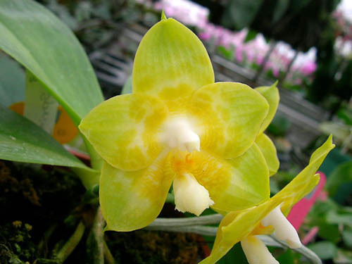 Phalaenopsis Joy Spring Canary 'Japan Peach'