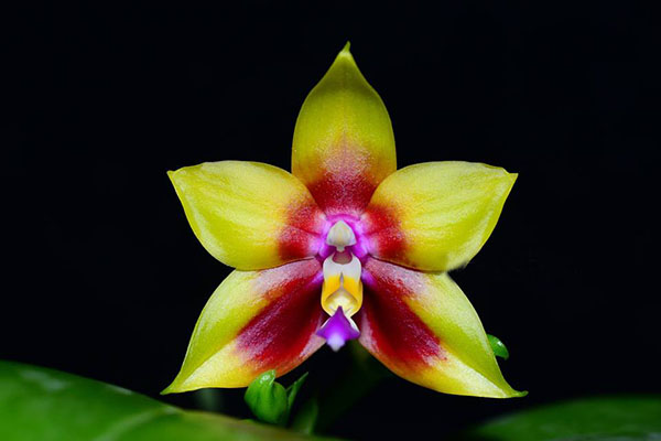 Phalaenopsis Nobby's Green Eagle x Hawaii Dragon Girl