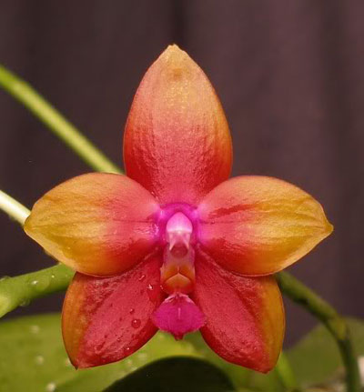 Phalaenopsis Dragon Tree Eagle 'Red'