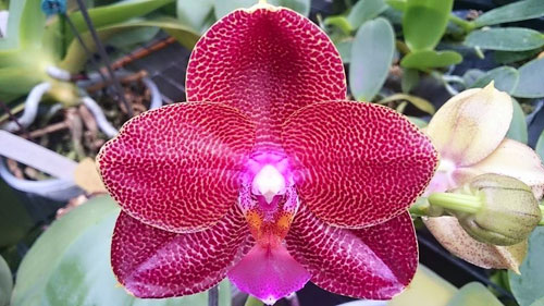 Phalaenopsis Mituo Sun King #1