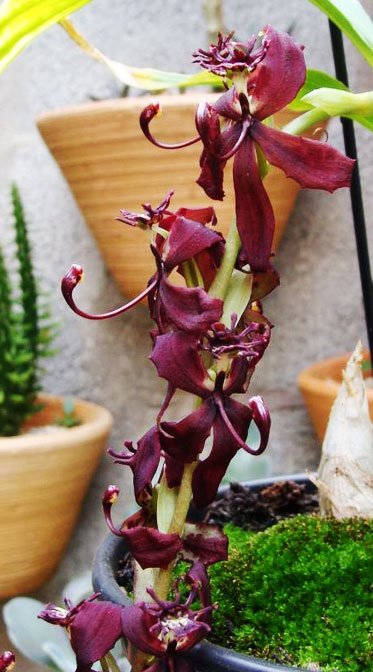Cycnoches chlorochilon x egertonianum 'Red'