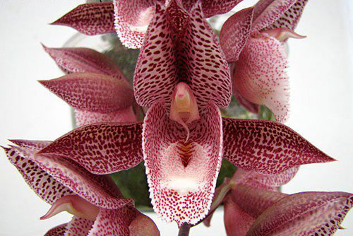 Catasetum Alexis Pardo x denticulatum