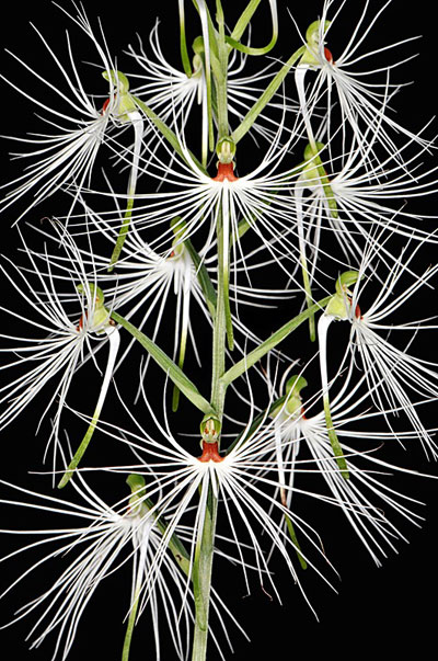 Habenaria medusa