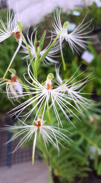 Habenaria medusa
