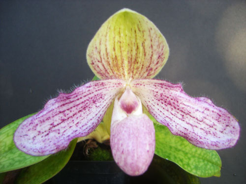 Paphiopedilum concolor x liemianum