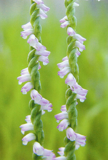 Spiranthes sinensis alba