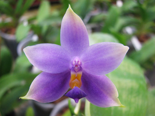Phalaenopsis Samera Blue x bellina blue